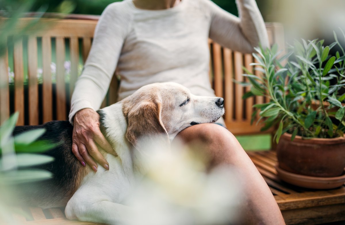 Chien senior heureux